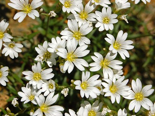 Cerastium utriense